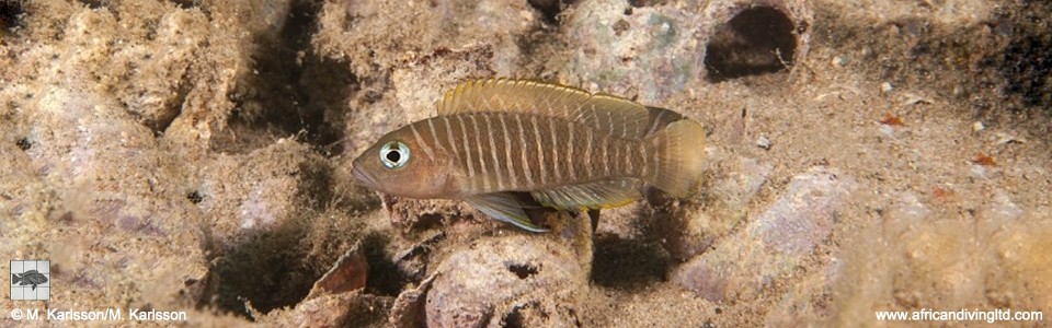 Neolamprologus similis 'Karilani Island'