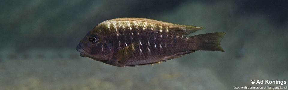 Petrochromis ephippium 'Karilani Island'