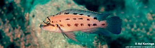 Chalinochromis sp. 'ndobhoi' Karilani Island.jpg