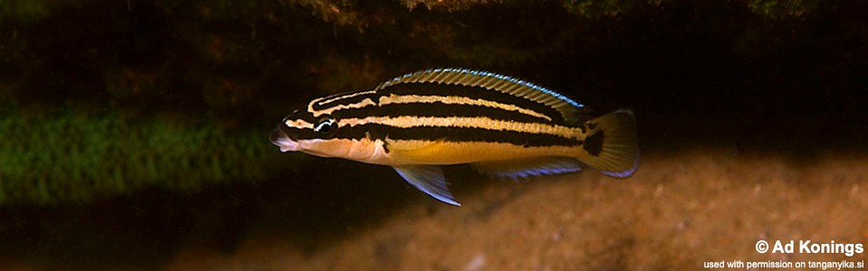 Julidochromis ornatus 'Kasakalawe' 