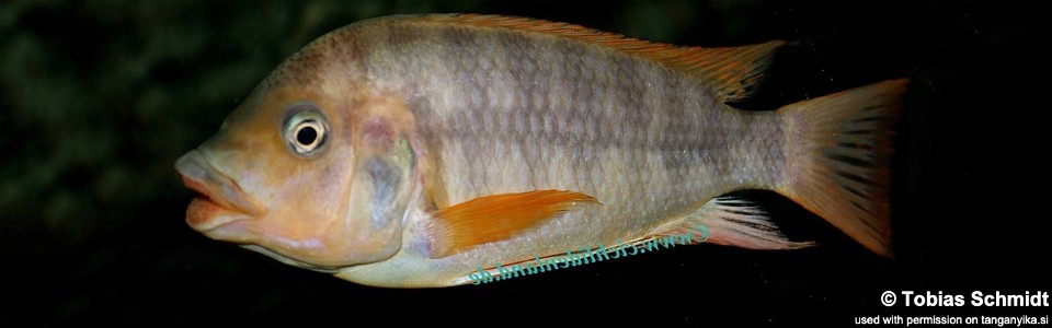 Petrochromis sp. 'red mpimbwe' Kasanga<br><font color=gray>Petrochromis sp. 'kipili brown' Kasanga<br>Petrochromis Flametail</font>