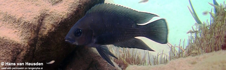 Variabilichromis moorii 'Kasanga'