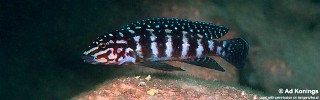 Julidochromis cf. marlieri 'Kasanga'.jpg