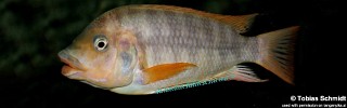 Petrochromis sp. 'red mpimbwe' Kasanga.jpg
