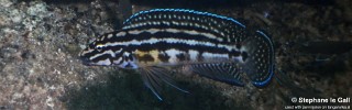 Julidochromis cf. regani 'Katabe Bay'.jpg