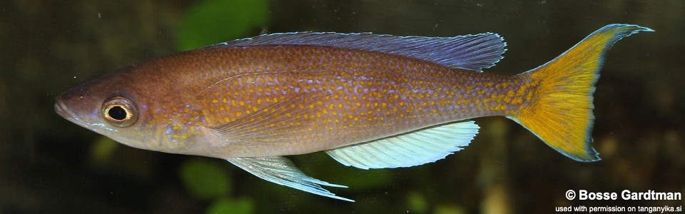 Cyprichromis pavo 'Katete'