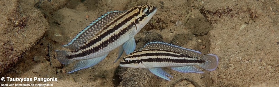 Julidochromis dickfeldi 'Katete'