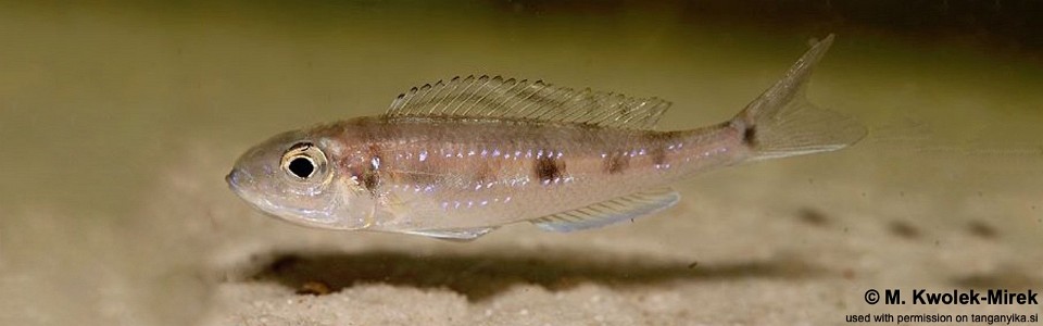 Microdontochromis tenuidentatus 'Katete'<br><font color=gray>Xenotilapia tenuidentata 'Katete'</font>