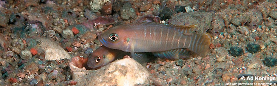 Neolamprologus brevis 'Katete'