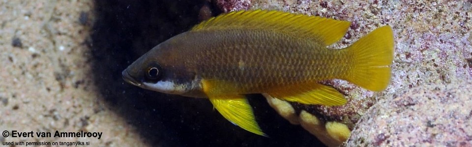 Neolamprologus mustax 'Katete'