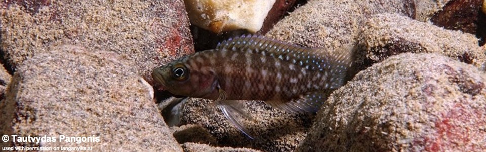 Neolamprologus obscurus 'Katete'