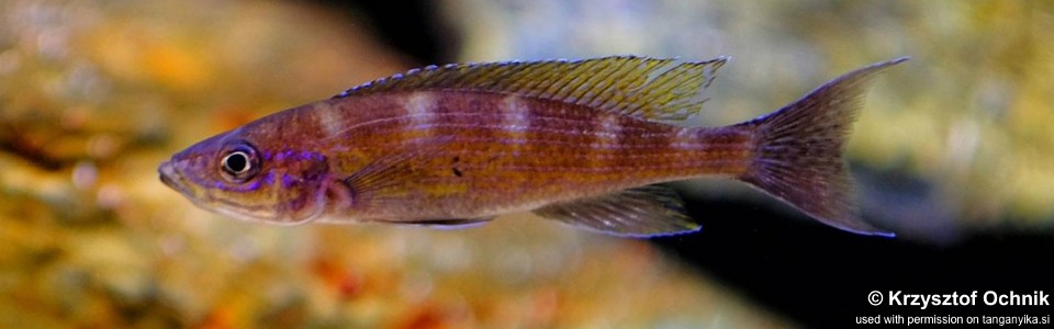 Paracyprichromis brieni 'Katete'