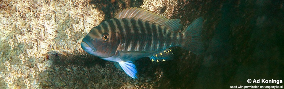 Petrochromis fasciolatus 'Katete'