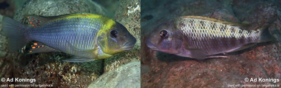 Petrochromis polyodon 'Katete'