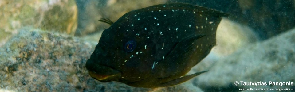 Petrochromis trewavasae 'Katete'