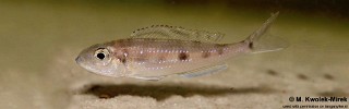 Microdontochromis tenuidentatus 'Katete'.jpg