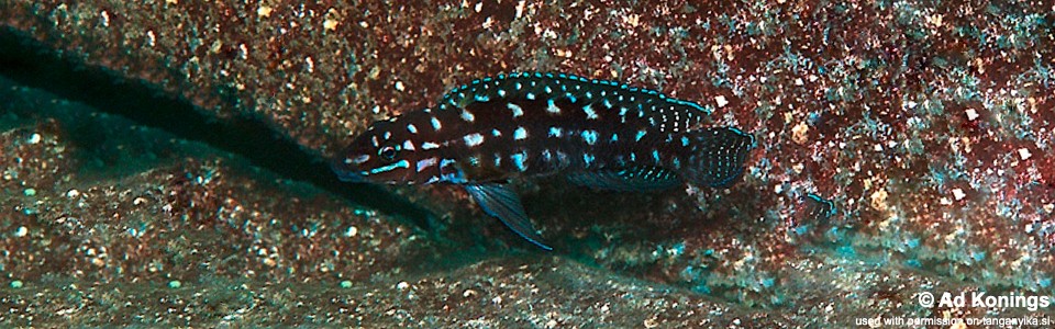 Julidochromis cf. marlieri 'Katili'<br><font color=gray>J. sp. 'Marlieri Nkonkonti' Katili</font>