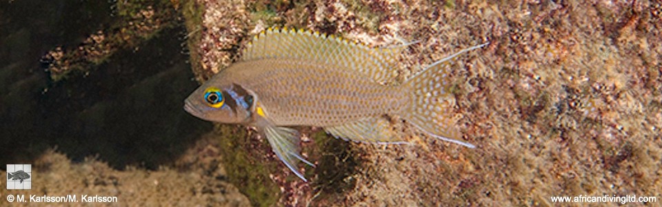 Neolamprologus pulcher 'Katili Bay'