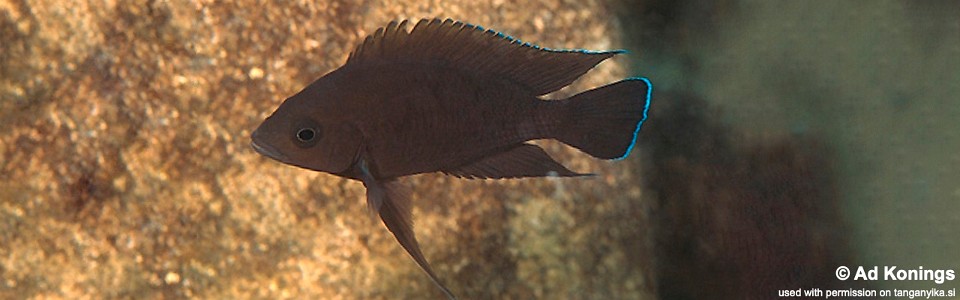Variabilichromis moorii 'Katili'