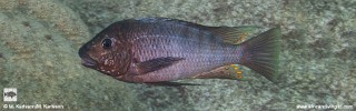 Petrochromis sp. 'texas blue' Katondo Point.jpg