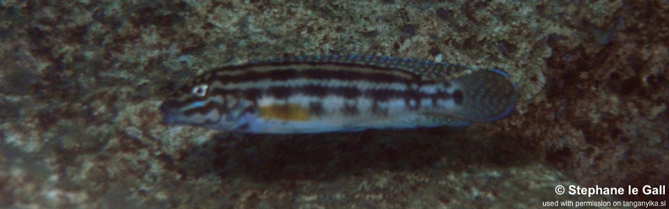 Julidochromis cf. regani 'Katonga'