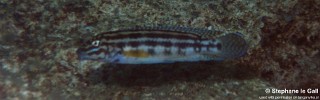 Julidochromis cf. regani 'Katonga'.jpg