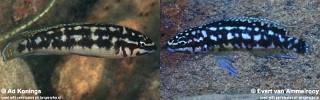 Julidochromis sp. 'katoto' Katoto.jpg