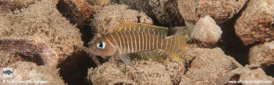 Neolamprologus similis 'Katumbi Point'