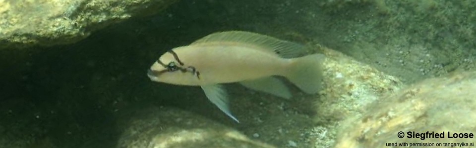 Chalinochromis brichardi 'Kawasindi Island'