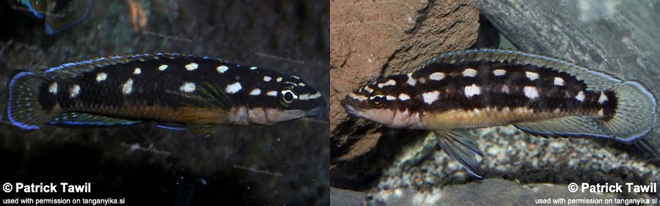 Julidochromis sp. 'transcriptus kazia' Kazia<br><font color=gray>J. sp. 'kazia' Kazia</font> 