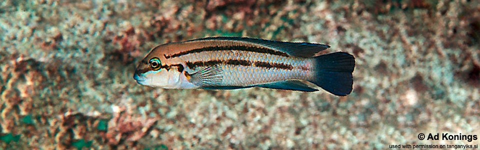 Chalinochromis sp. 'bifrenatus' Kekese