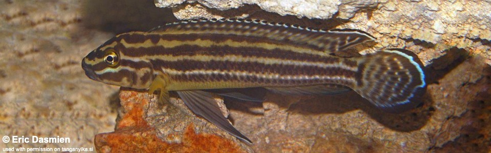 Julidochromis cf. regani 'Kekese'<br><font color=gray>J. sp. 'Regani Kekese' Kekese</font>