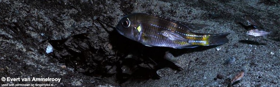 Limnochromis auritus 'Kekese'