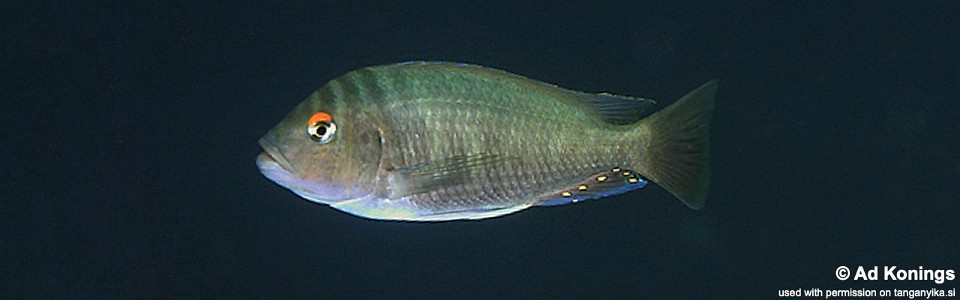 Petrochromis fasciolatus 'Kekese'