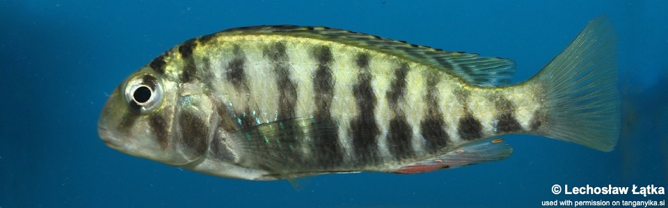Pseudosimochromis babaulti 'Kekese' 