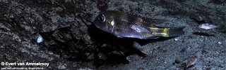 Limnochromis auritus 'Kekese'.jpg