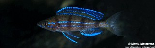 Paracyprichromis sp. 'ammelrooyi' Kekese.jpg