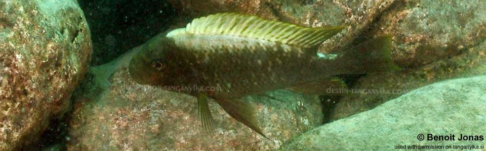 Petrochromis ephippium 'Kerenge Island'