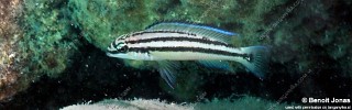 Chalinochromis sp. 'bifrenatus striped' Kerenge Island.jpg