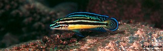 Julidochromis marksmithi 'Kerenge Island'.jpg