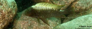 Petrochromis ephippium 'Kerenge Island'.jpg