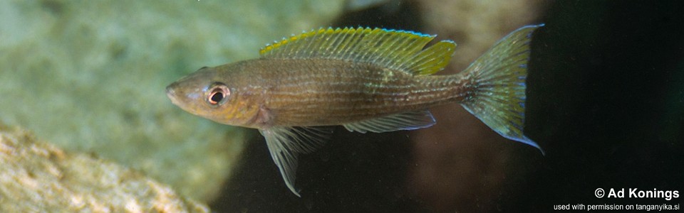 Paracyprichromis brieni 'Kibige Island'