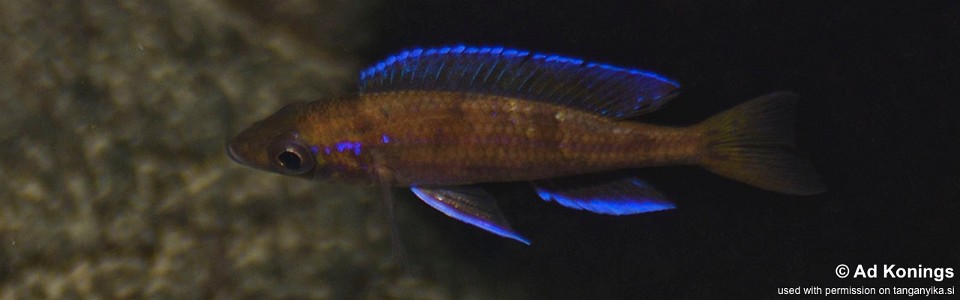 Paracyprichromis cf. nigripinnis 'Kibige Island'