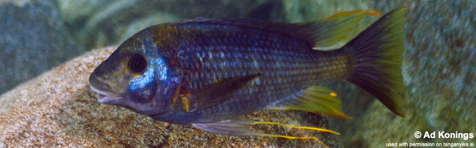 Petrochromis sp. 'sky blue congo' Kibige Island
