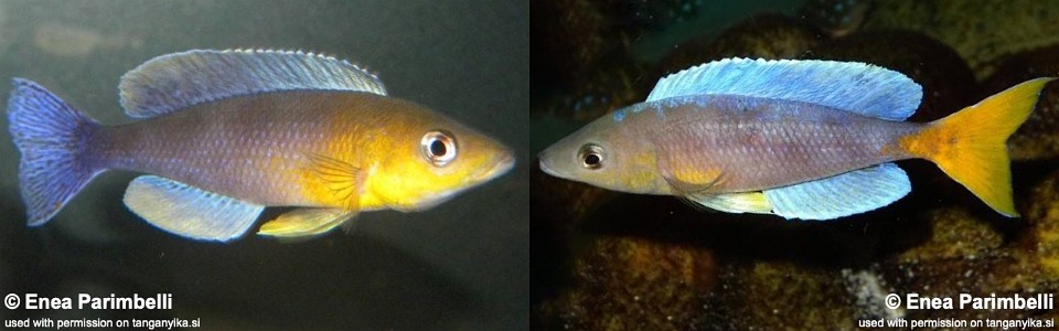 Cyprichromis sp. 'dwarf jumbo' Kigoma<br><font color=gray>Cyprichromis sp. 'leptosoma kigoma' Kigoma</font>