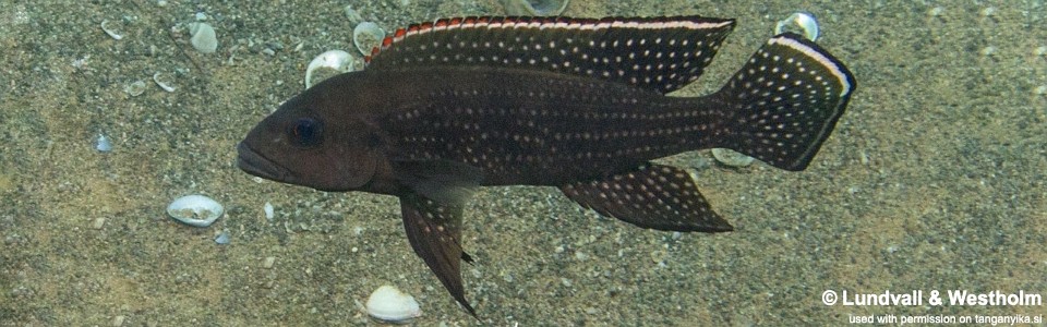 Neolamprologus tetracanthus 'Kigoma'