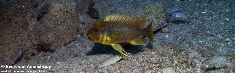 Petrochromis ephippium 'Kigoma (North)'