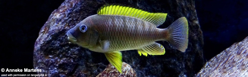Petrochromis famula 'Kigoma'<br><font color=gray>Orange Fin</font>