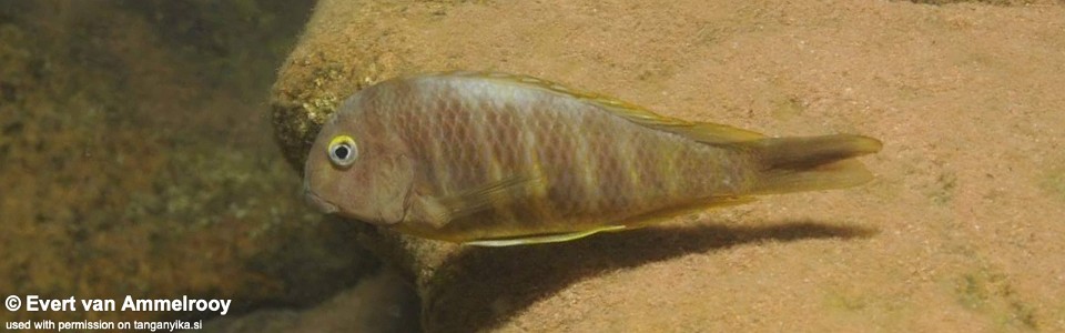 Tropheus brichardi (North of Kigoma)