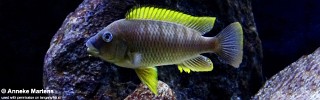 Petrochromis famula 'Kigoma'.jpg